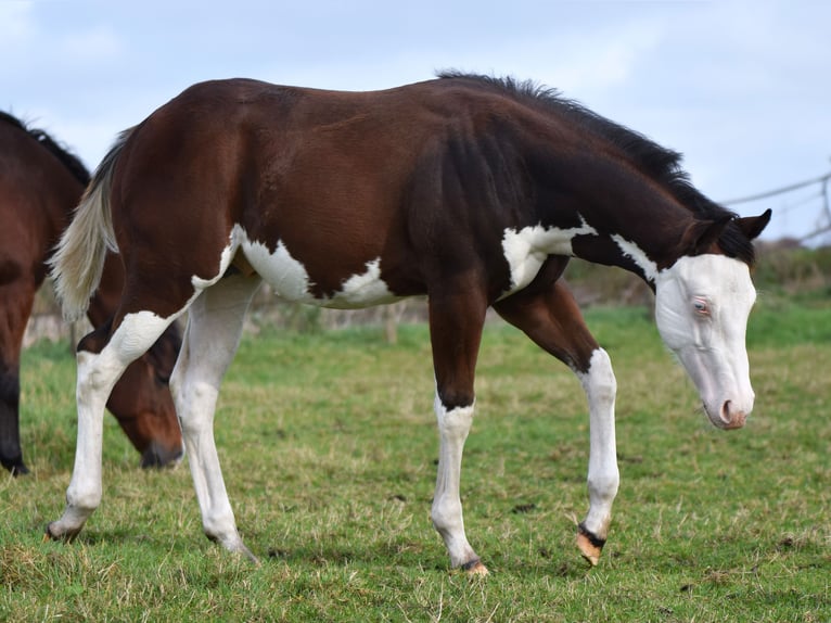 American Paint Horse Étalon 1 Année 160 cm Overo-toutes couleurs in Dedemsvaart
