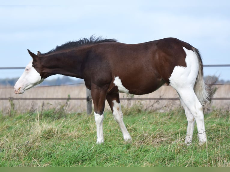 American Paint Horse Étalon 1 Année 160 cm Overo-toutes couleurs in Dedemsvaart