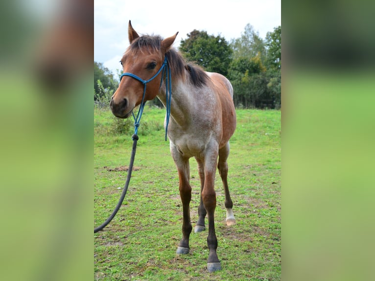 American Paint Horse Croisé Étalon 1 Année 160 cm Roan-Bay in Walewice