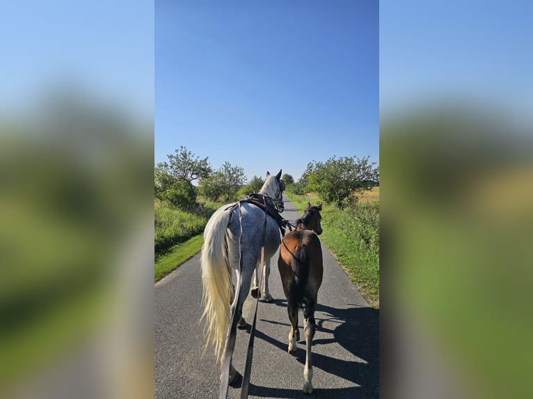 American Paint Horse Croisé Étalon 1 Année  in Gramzow