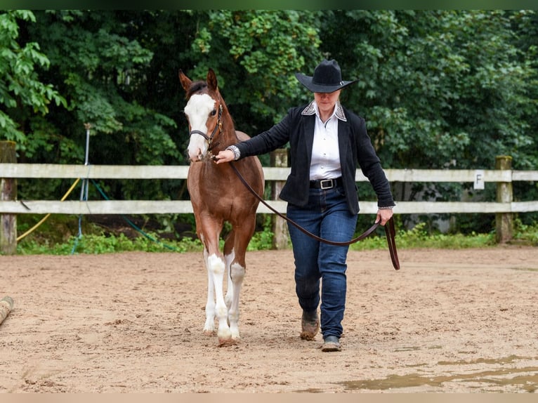 American Paint Horse Étalon 1 Année Overo-toutes couleurs in Ellgau