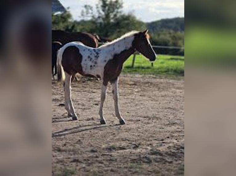 American Paint Horse Étalon 1 Année Pinto in VAUMAS