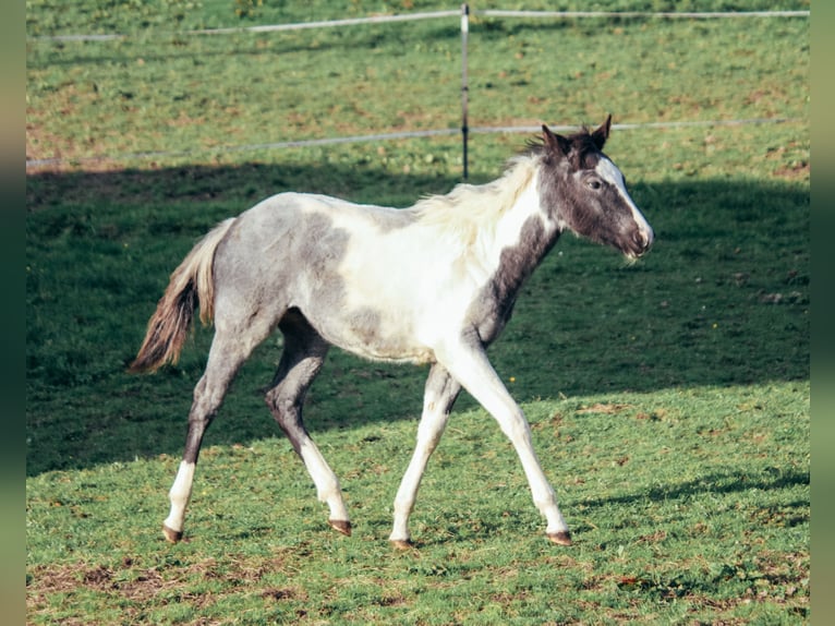American Paint Horse Étalon 1 Année Rouan Bleu in Haldenwang