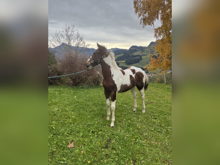 American Paint Horse Étalon 1 Année Tobiano-toutes couleurs in Kirchberg in Tirol