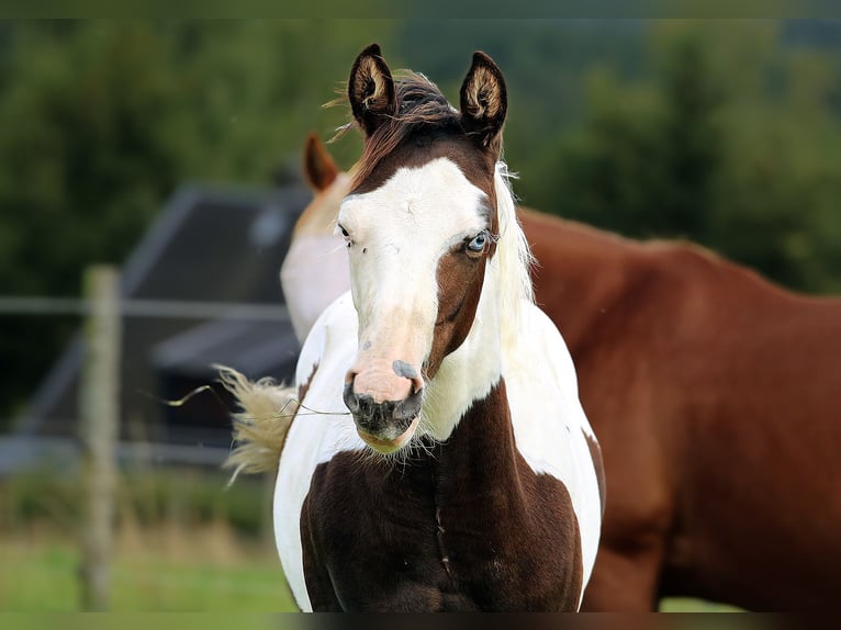 American Paint Horse Étalon 1 Année Tovero-toutes couleurs in Berga- Wünschendorf