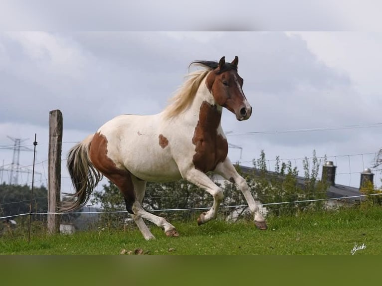 American Paint Horse Croisé Étalon 2 Ans 135 cm Alezan in Příbram