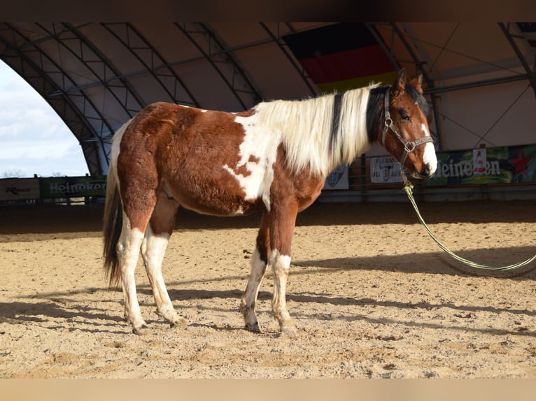American Paint Horse Étalon 2 Ans 141 cm Tobiano-toutes couleurs in Mechelroda