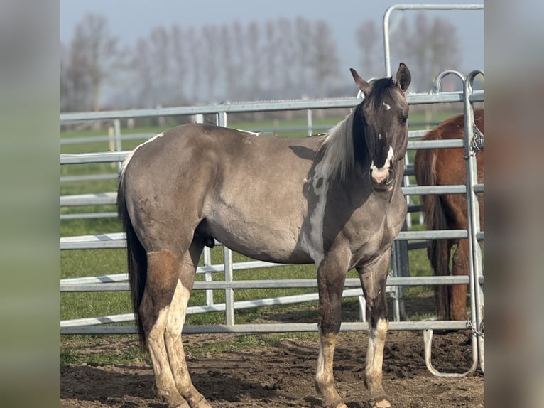 American Paint Horse Étalon 2 Ans 147 cm Tobiano-toutes couleurs in Sint-Gillis-Waas
