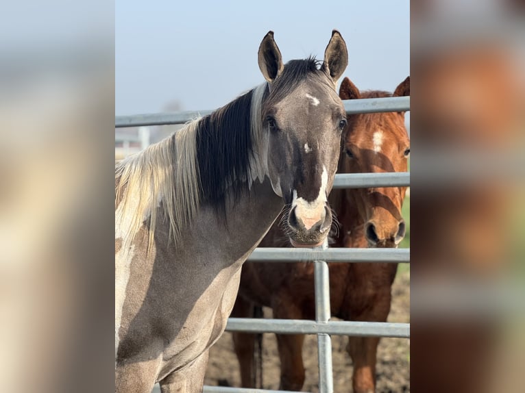 American Paint Horse Étalon 2 Ans 147 cm Tobiano-toutes couleurs in Sint-Gillis-Waas