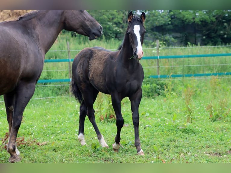 American Paint Horse Étalon 2 Ans 150 cm Noir in Hellenthal