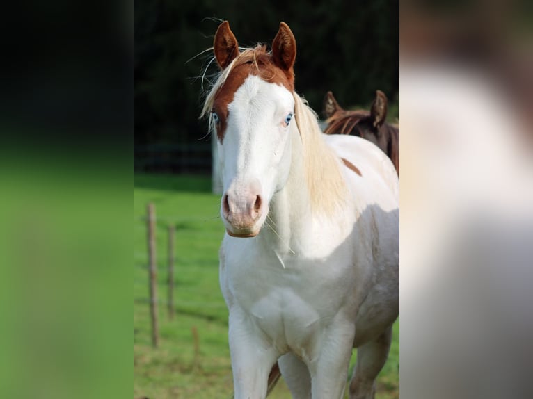 American Paint Horse Étalon 2 Ans 150 cm Overo-toutes couleurs in Hellenthal