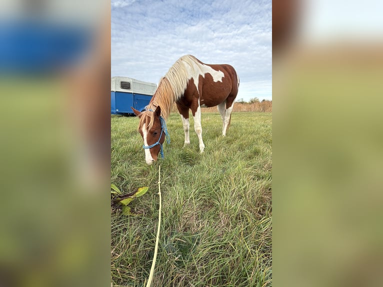 American Paint Horse Étalon 2 Ans 150 cm Tobiano-toutes couleurs in Rottleben