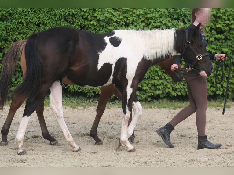 American Paint Horse Étalon 2 Ans 152 cm Noir in Düsseldorf