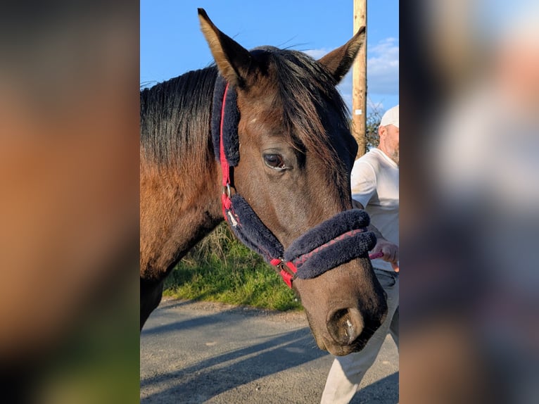 American Paint Horse Étalon 2 Ans 155 cm Noir in Valence d'albigeois