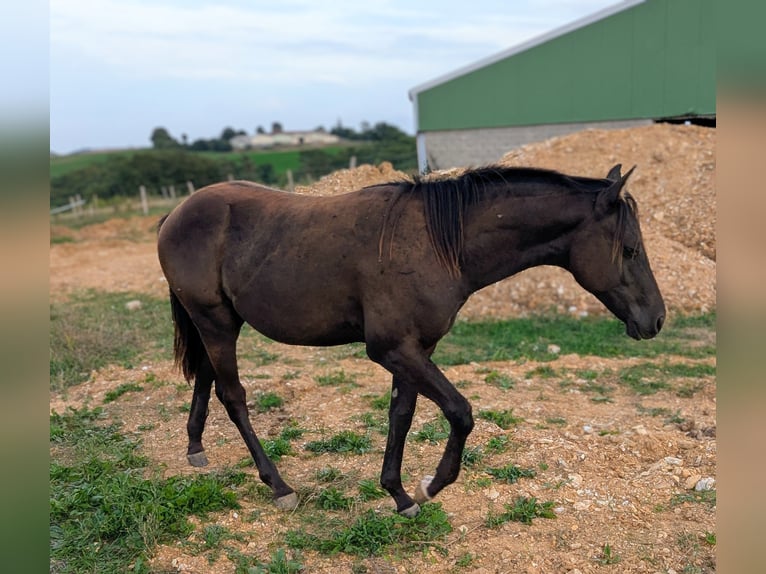 American Paint Horse Étalon 2 Ans 155 cm Noir in Valence d'albigeois