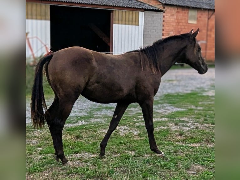 American Paint Horse Étalon 2 Ans 155 cm Noir in Valence d'albigeois