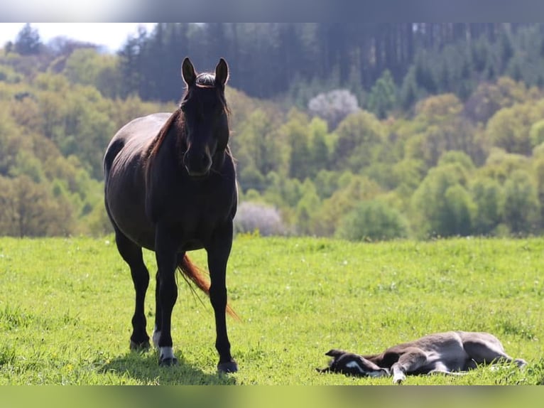 American Paint Horse Étalon 2 Ans 160 cm Bai in Kaltennordheim