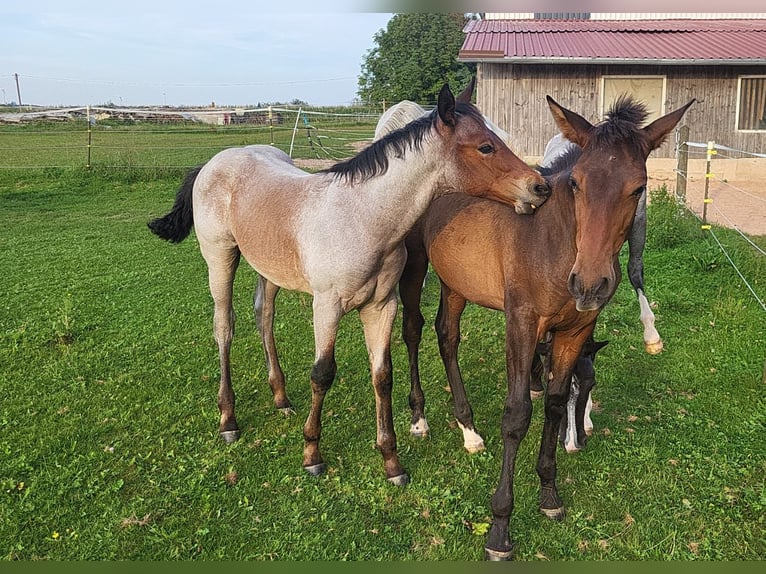 American Paint Horse Étalon 2 Ans Roan-Bay in Pfaffenhofen OT Stockach