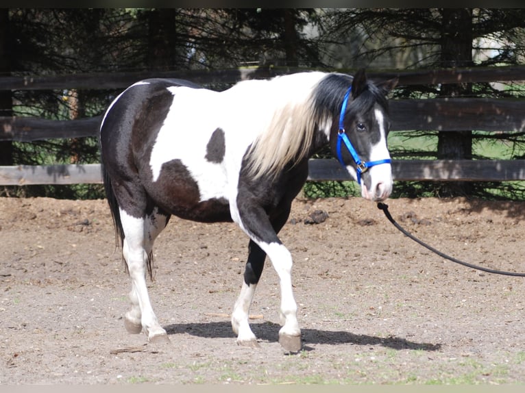 American Paint Horse Étalon 3 Ans 130 cm Pinto in Finsterwalde