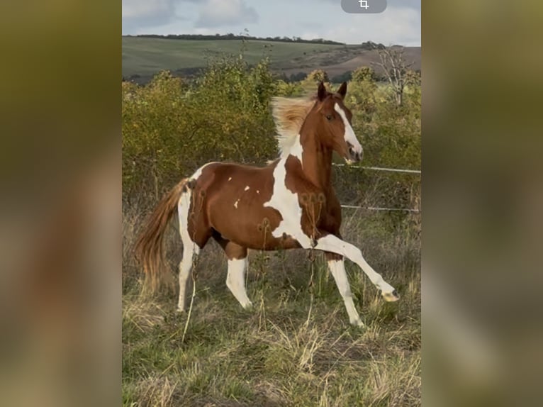 American Paint Horse Étalon 3 Ans 150 cm Tobiano-toutes couleurs in Rottleben