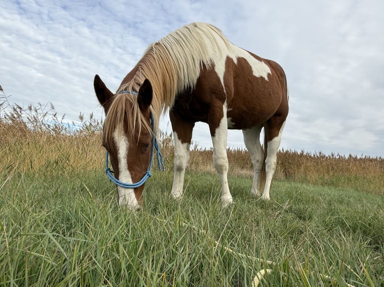 American Paint Horse Étalon 3 Ans 150 cm Tobiano-toutes couleurs in Rottleben