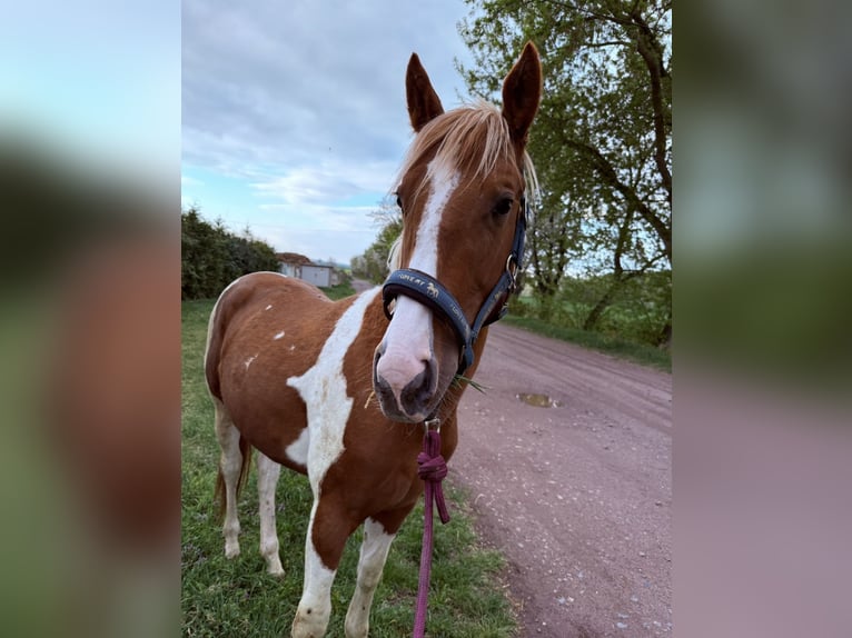 American Paint Horse Étalon 3 Ans 150 cm Tobiano-toutes couleurs in Rottleben