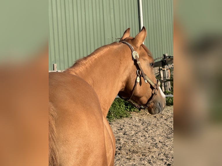 American Paint Horse Étalon 3 Ans 152 cm Alezan dun in Barneveld