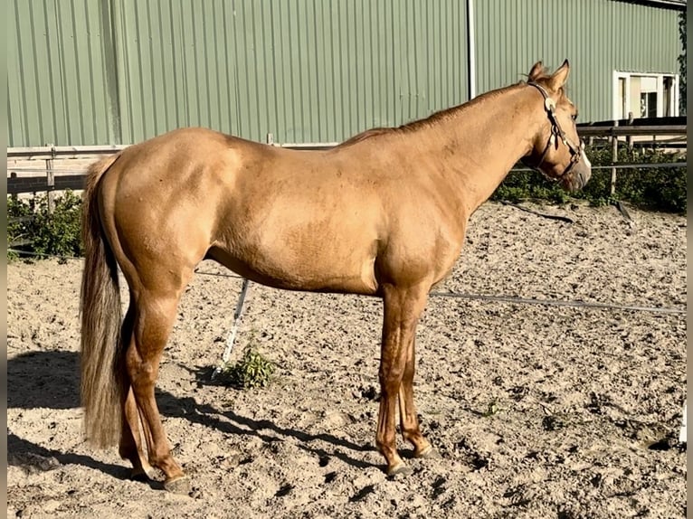 American Paint Horse Étalon 3 Ans 152 cm Alezan dun in Barneveld