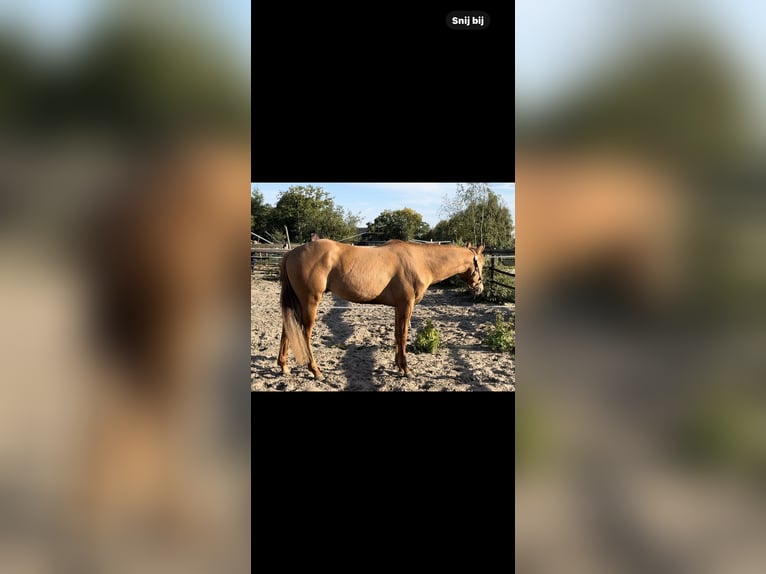 American Paint Horse Étalon 3 Ans 152 cm Alezan dun in Barneveld