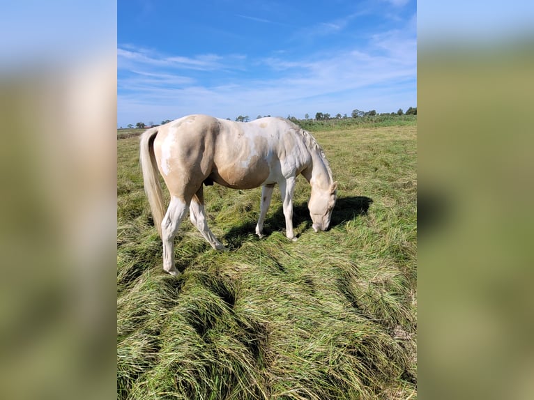 American Paint Horse Étalon 3 Ans 155 cm Palomino in Leer (Ostfriesland)