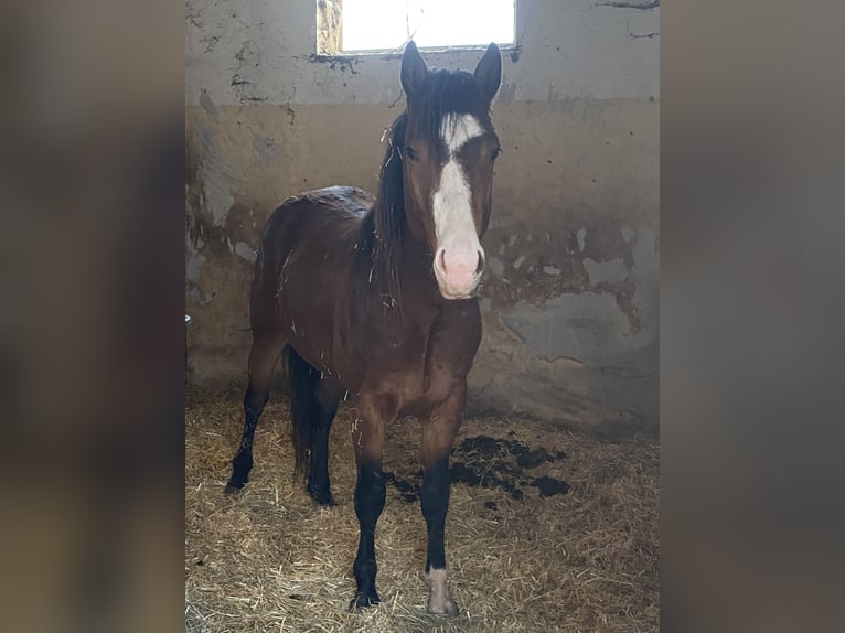 American Paint Horse Étalon 3 Ans 160 cm Overo-toutes couleurs in Schillingsfürst