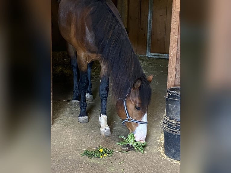 American Paint Horse Étalon 3 Ans 160 cm Overo-toutes couleurs in Schillingsfürst