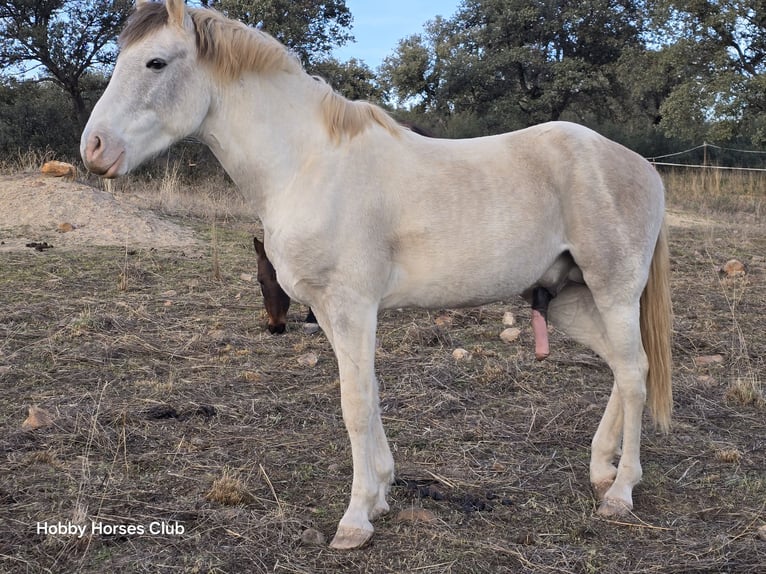 American Paint Horse Étalon 3 Ans 175 cm Cremello in Navahermosa