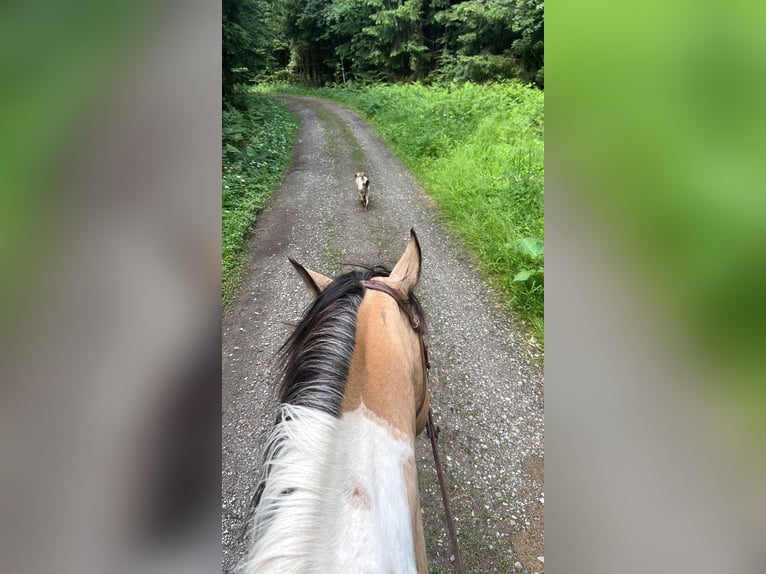 American Paint Horse Étalon 4 Ans 148 cm Buckskin in Bad Wurzach