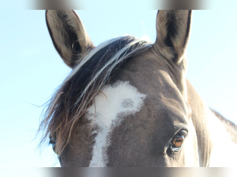 American Paint Horse Étalon 4 Ans 155 cm Grullo in Montalzat