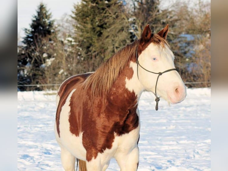 American Paint Horse Étalon 6 Ans 145 cm Overo-toutes couleurs in Derental
