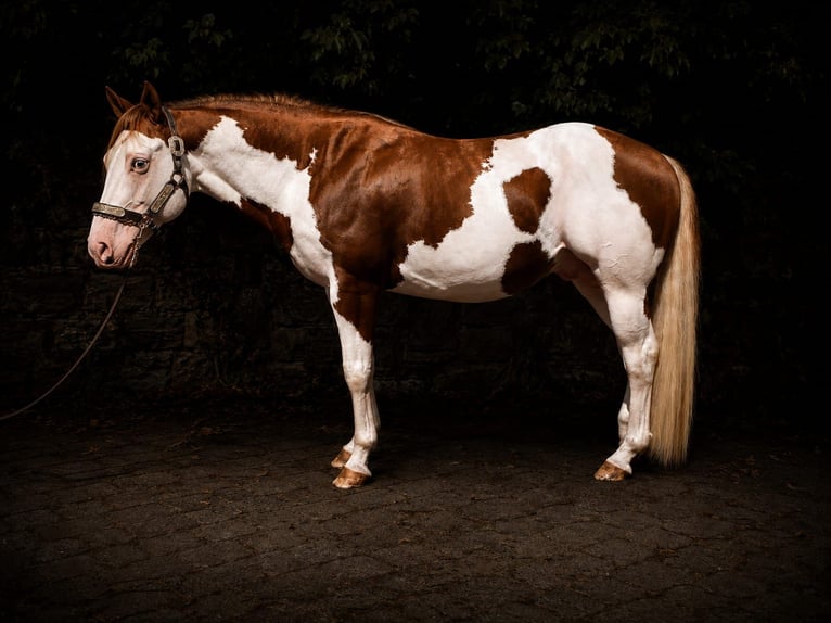 American Paint Horse Étalon 6 Ans 145 cm Overo-toutes couleurs in Derental