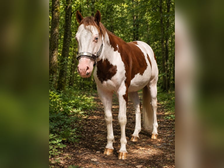 American Paint Horse Étalon 6 Ans 145 cm Overo-toutes couleurs in Derental
