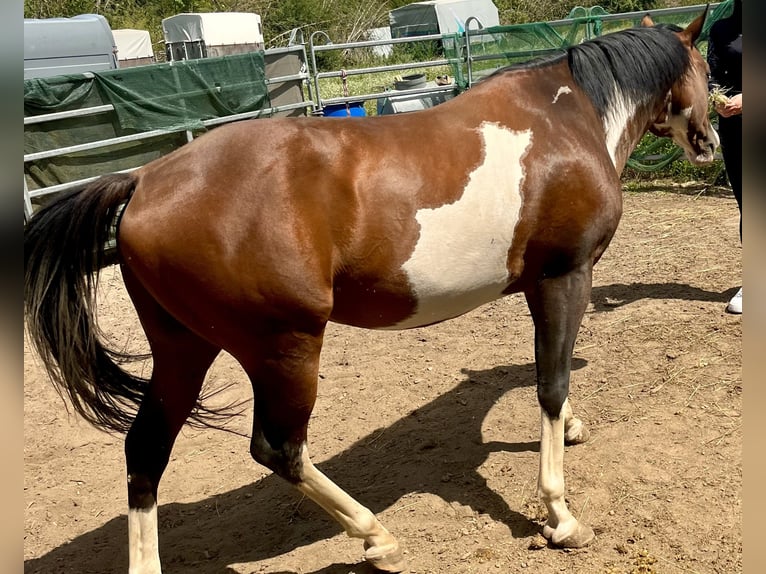 American Paint Horse Étalon 6 Ans 149 cm Overo-toutes couleurs in N&#xFC;rnbergN&#xFC;rnberg