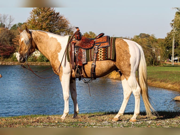 American Paint Horse Étalon 6 Ans 155 cm Tobiano-toutes couleurs in Robards, KY