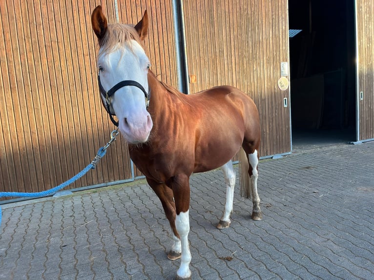 American Paint Horse Étalon 6 Ans 157 cm Overo-toutes couleurs in Buggingen