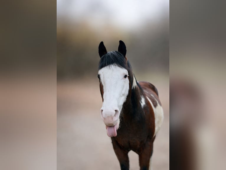 American Paint Horse Étalon 7 Ans 150 cm Pinto in Hammelburg