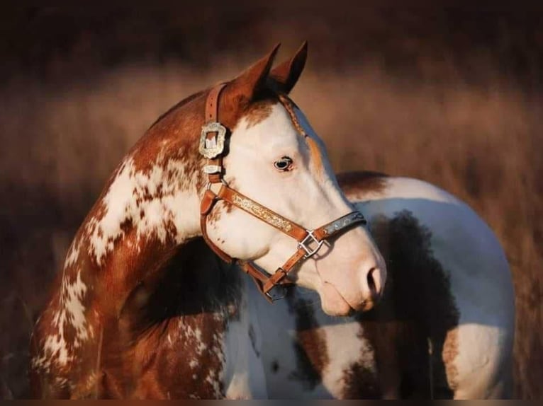 American Paint Horse Étalon 8 Ans 145 cm Alezan in Travelsjö