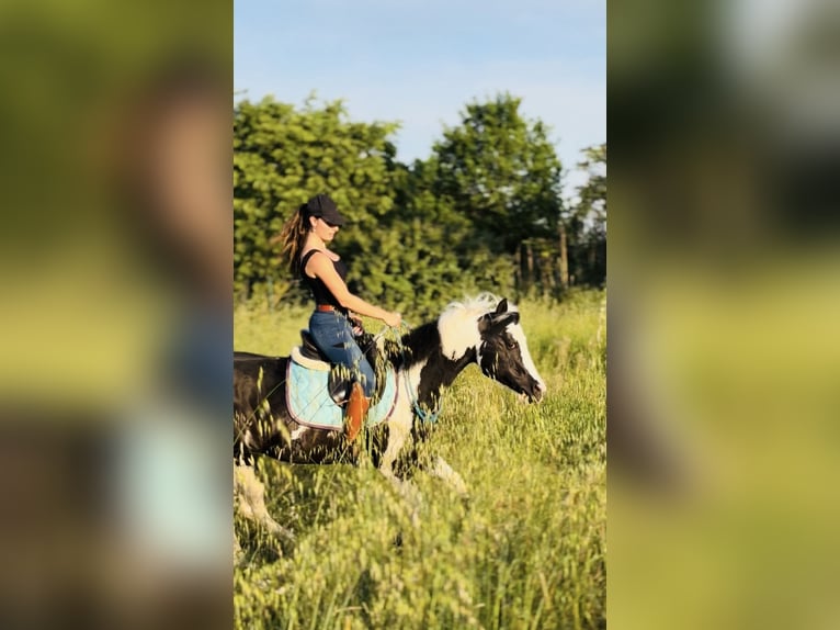 American Paint Horse Étalon 9 Ans 148 cm Tobiano-toutes couleurs in Boccaleone