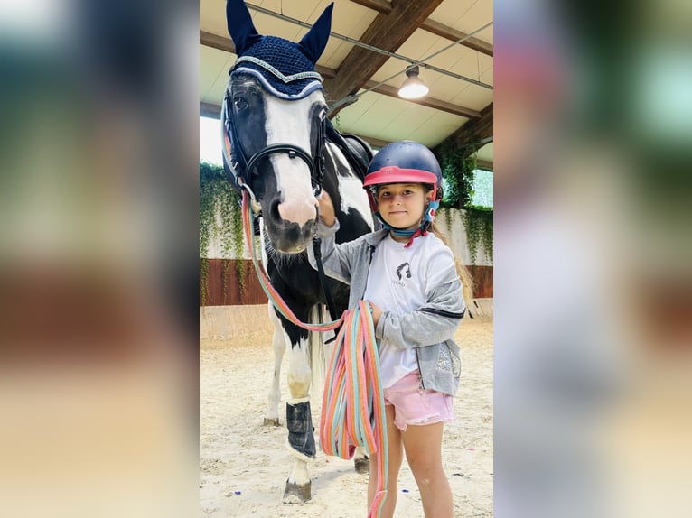 American Paint Horse Étalon 9 Ans 154 cm Pinto in Bergamo