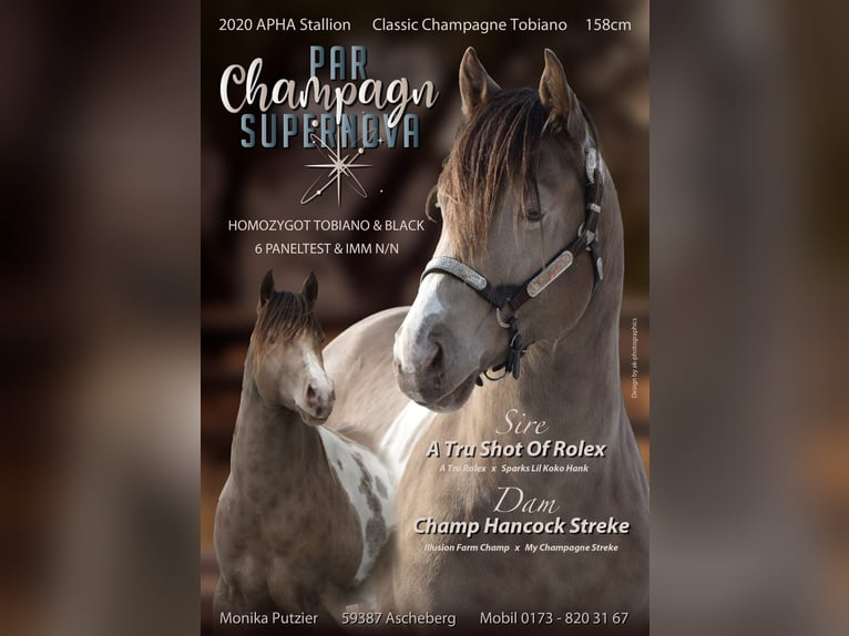 American Paint Horse Étalon Champagne in Ascheberg