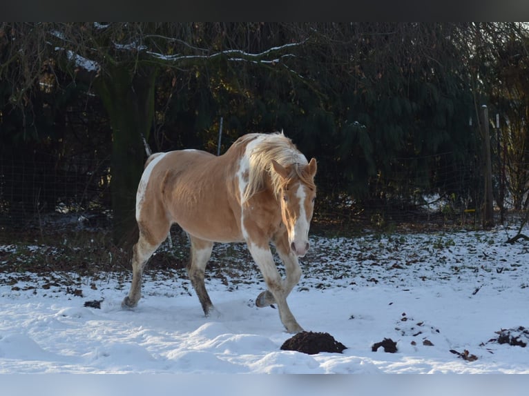 American Paint Horse Étalon Champagne in Ascheberg