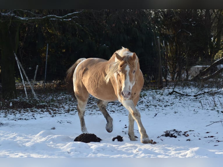 American Paint Horse Étalon Champagne in Ascheberg