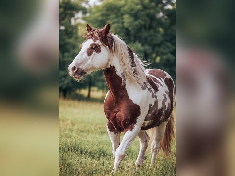 American Paint Horse Étalon Pinto in Haldenwang