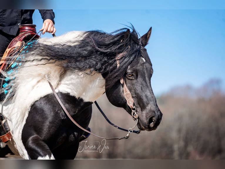 American Paint Horse Étalon Pinto in Heinrichsthal